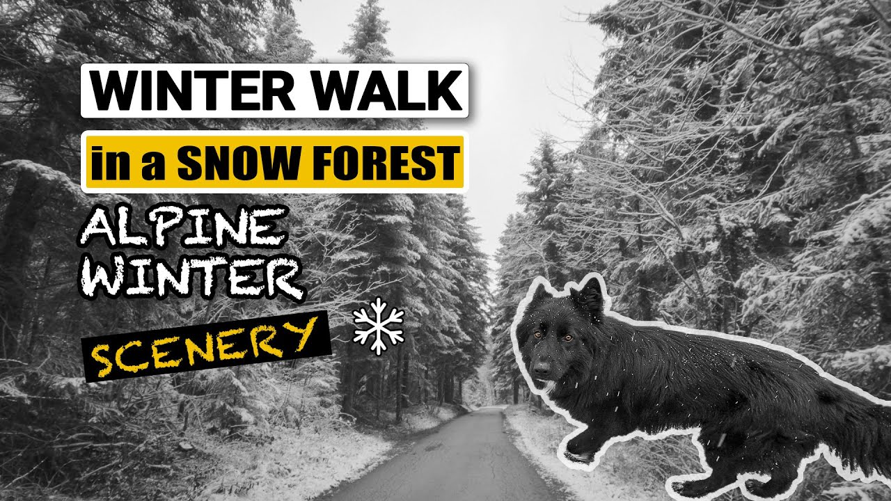 Winter in the Alps | Walk in a Snowy Forest