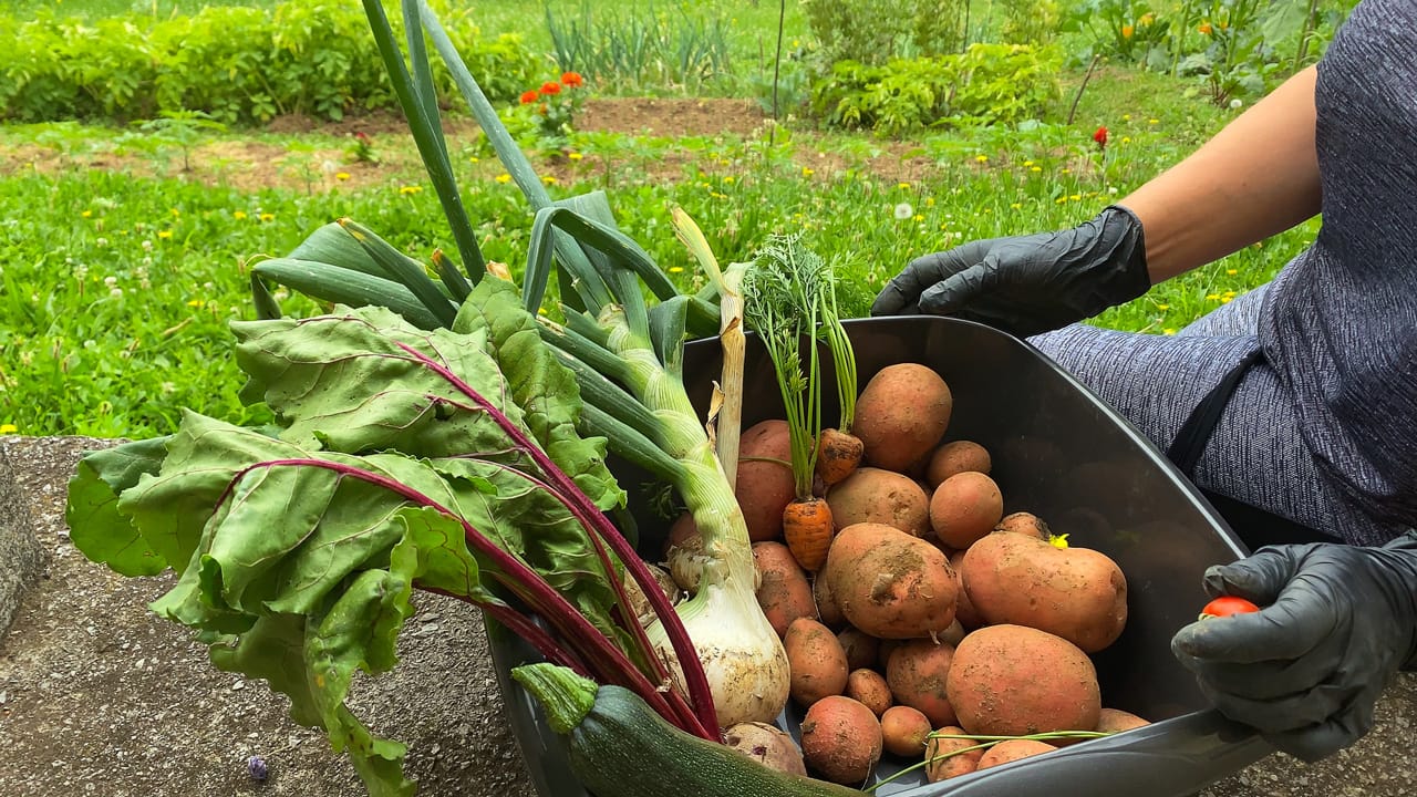 Our Way to Become Self-sufficient - June Harvest