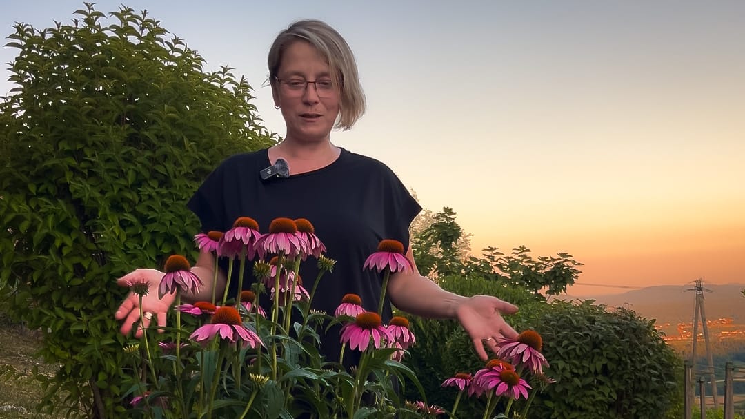 Coneflower (Echinacea) - One of the Prettiest Perennials we Have in our Garden