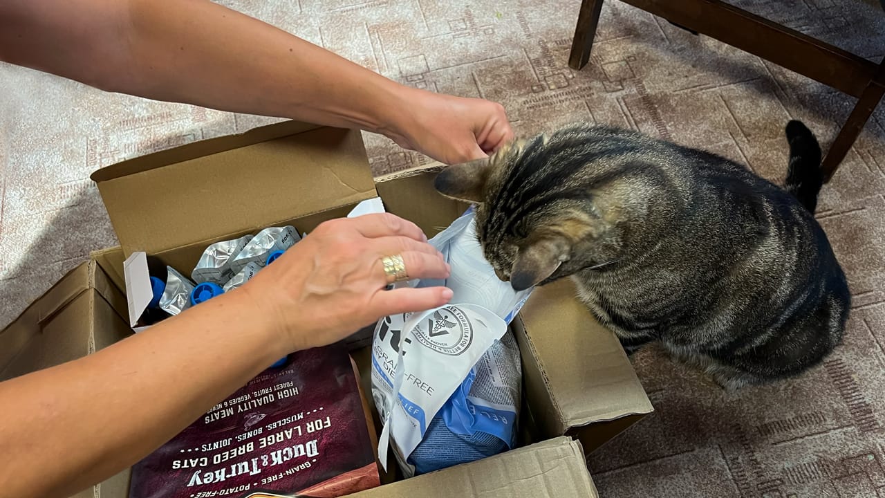 Exciting Day! Our Cat Miki Receives a Parcel