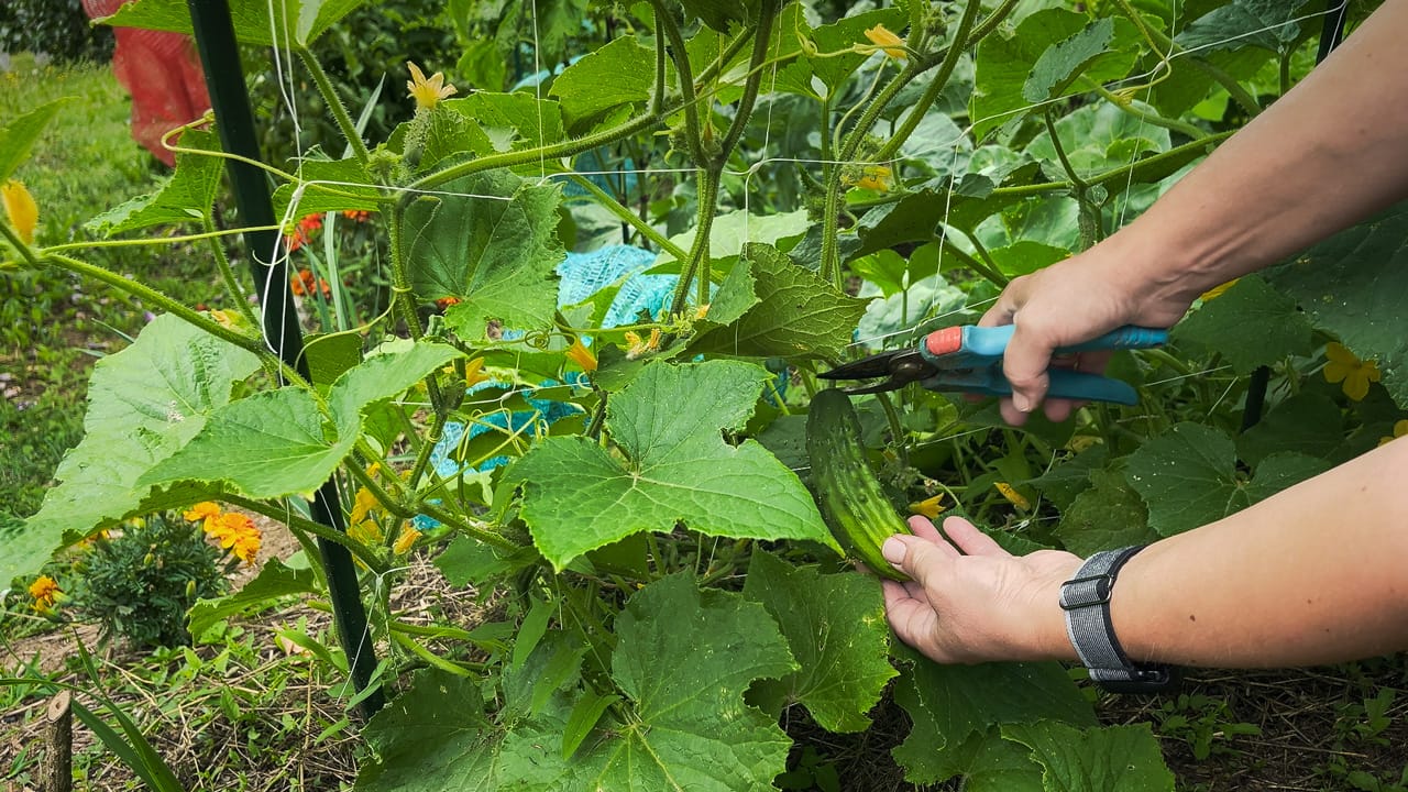 Our Homegrown Cucumbers are Thriving this Year