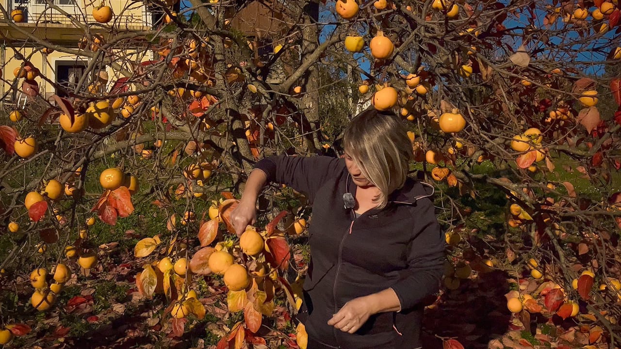 Wish we Knew Persimmons Better Before we Bought our House