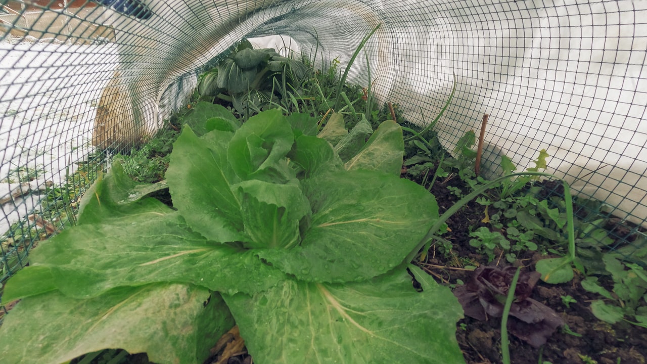 What Happened to Our Garden after the First Snow?