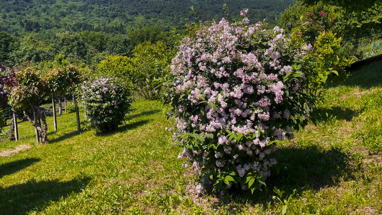 Deutzia Mont Rose - a Must-Have Shrub to Plant in Your Garden