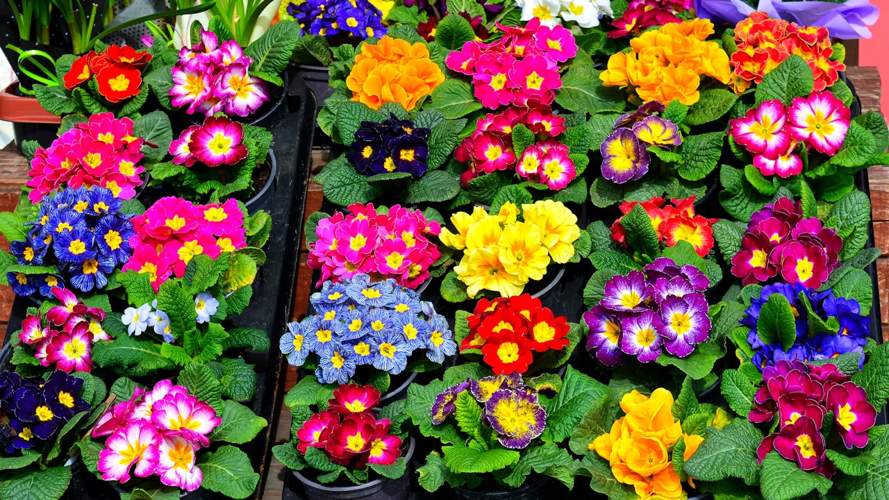 Did you Know that Primroses Can be Planted Even in February?
