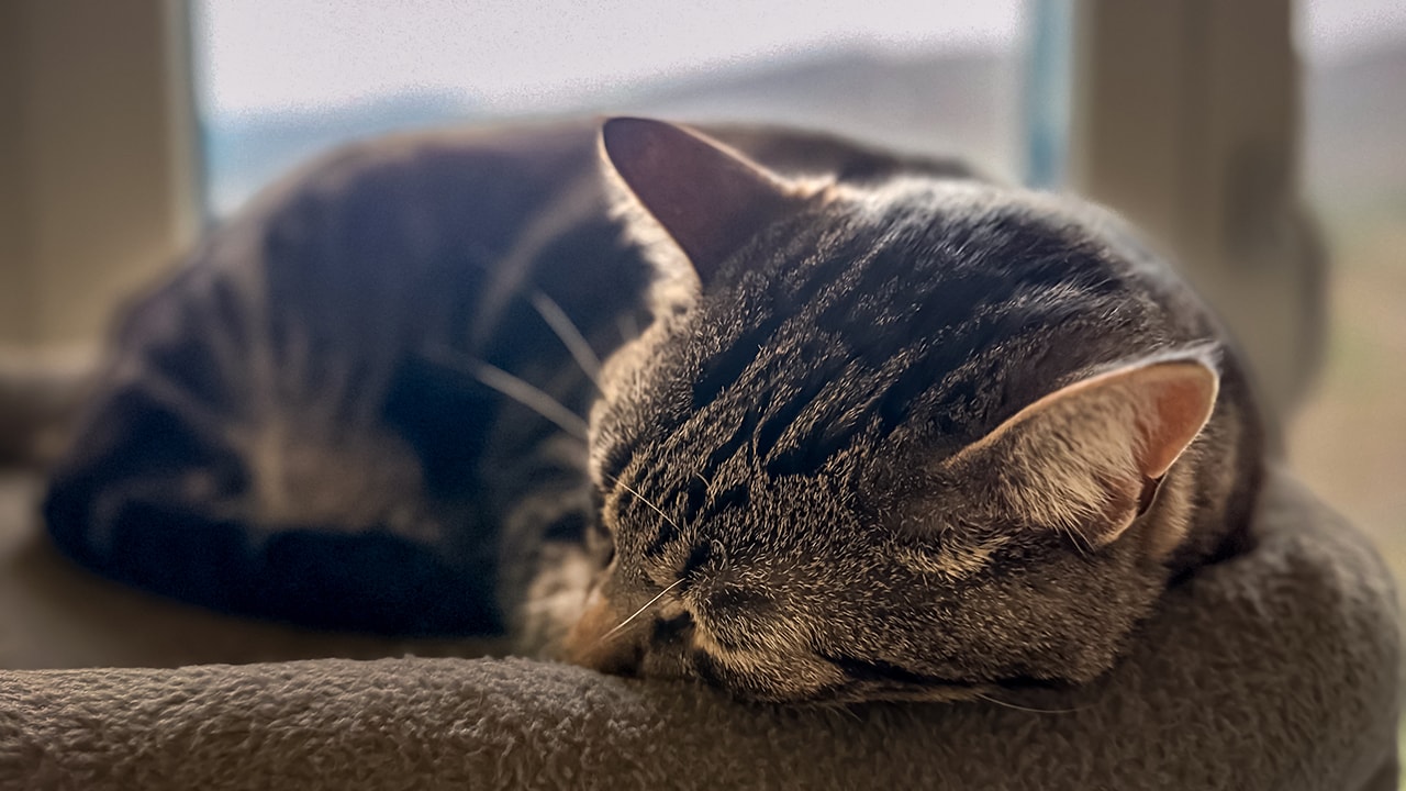 Quick Update on Miki's Health After the Vaccination